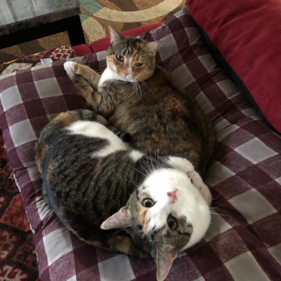 😻 MY 3 BABY GIRLS 😻 - Picture 12 of 12